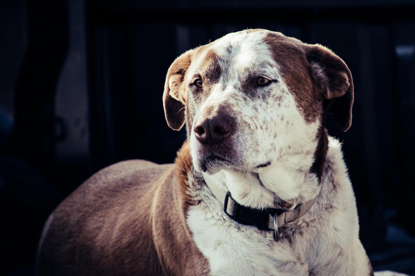 adult white and brown american pit bull terrier